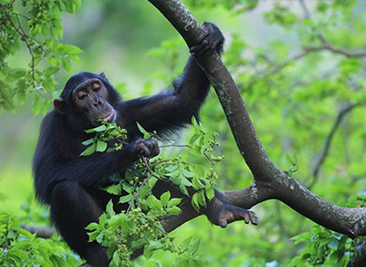 Gombe-National-Park-chimpanzee