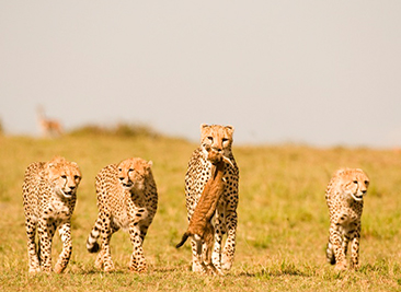 cheetah