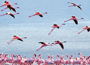 flamingos lake manyara