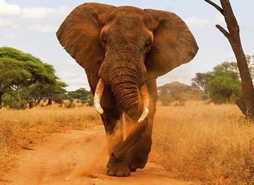 giant elephant tarangire