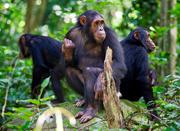 gombe national park