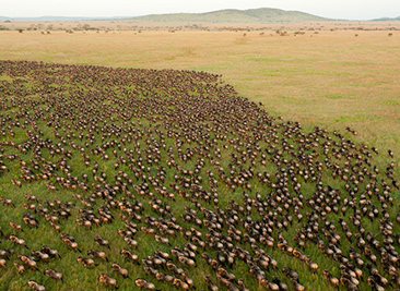 great migration safari