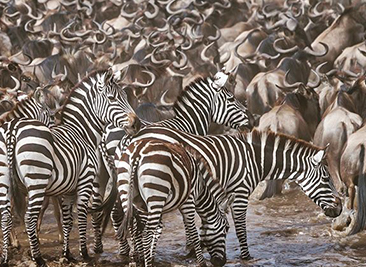 great migration