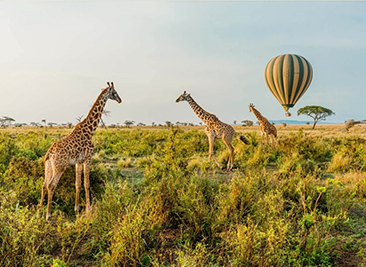 luxury safaris