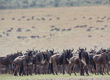 migration safaris