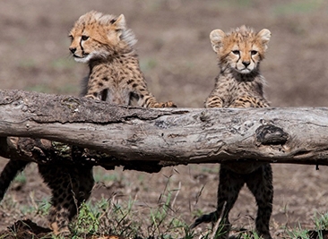 cheetah cubs.PNG