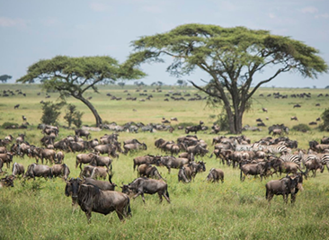 great migration serengeti