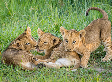 lions serengeti