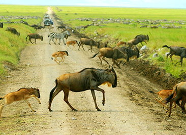 migration calving season