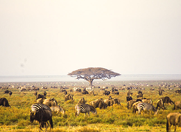 ndutu migration safaris