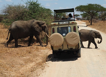 ngorongoro game drive