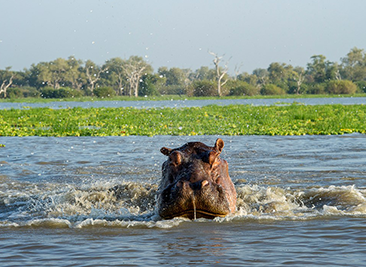 selous game reserve1