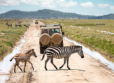 serengeti game drive